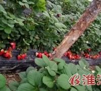 百亩奶油草莓园